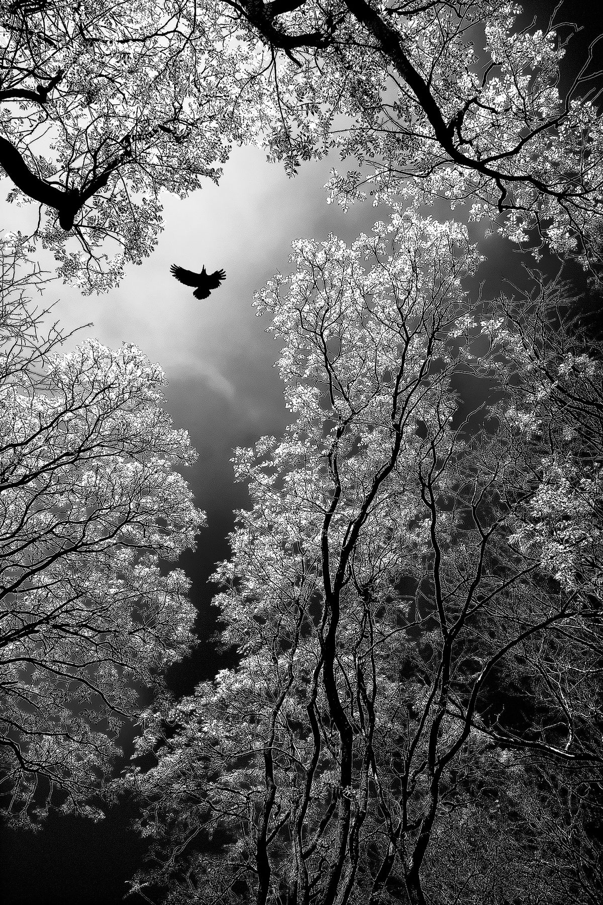 canvas-print-flight-x