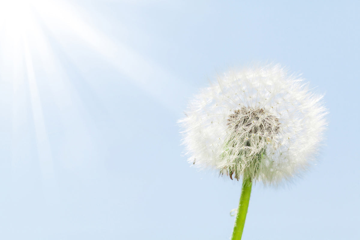 framedcanvas-print-dandelion-in-sunbeam