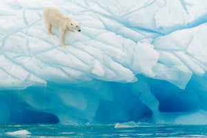 framedcanvas-print-polar-bear