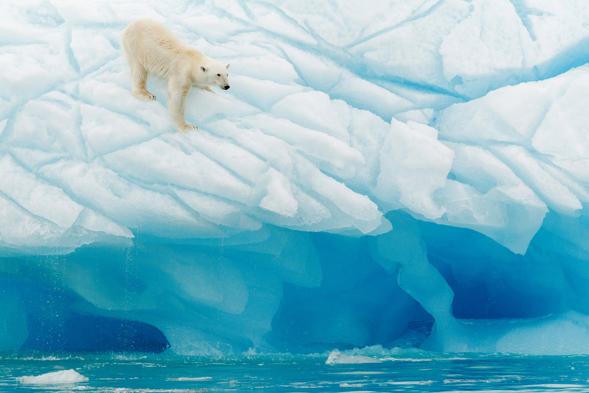 framedcanvas-print-polar-bear