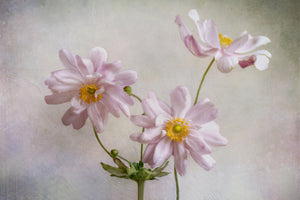 canvas-print-anemones