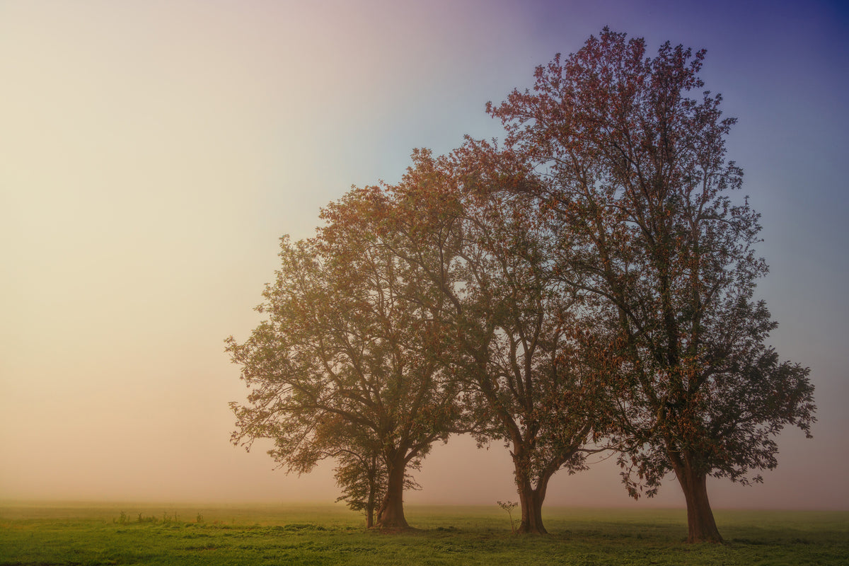 3-piece-acrylic-print-the-crooked-tree