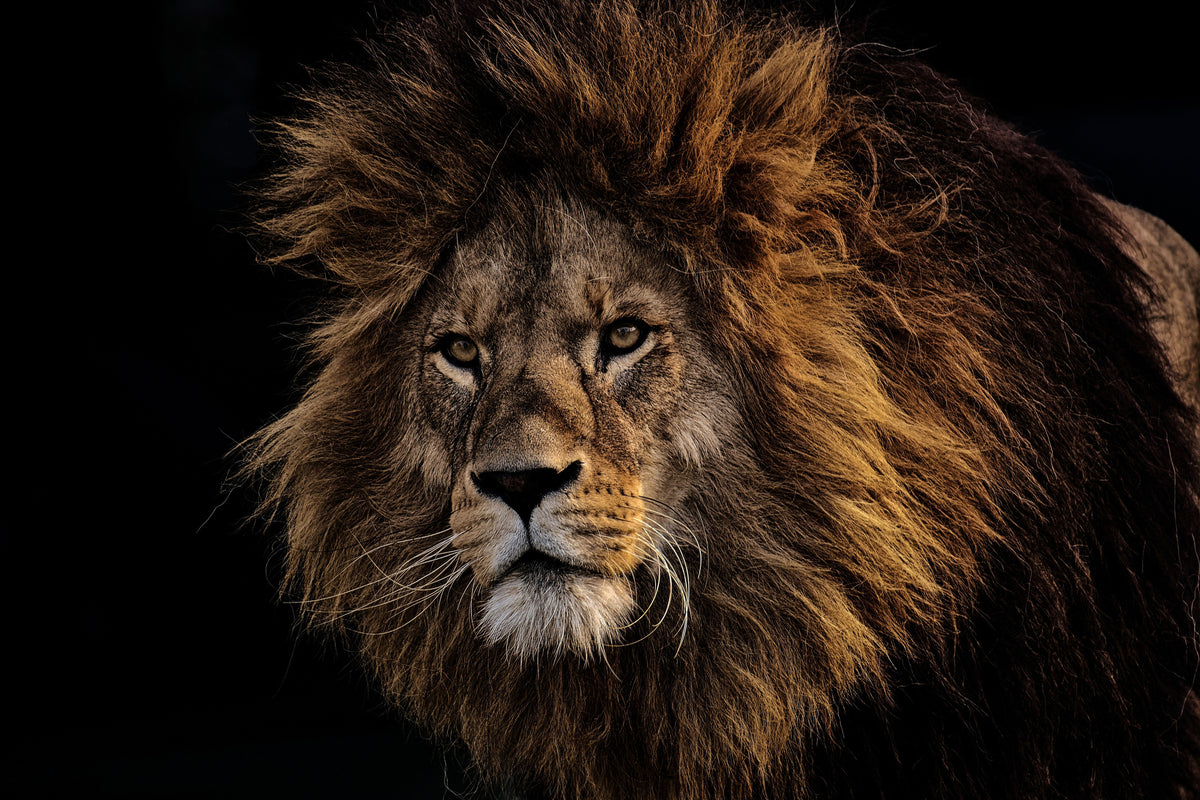3-piece-acrylic-print-portrait-of-a-lion