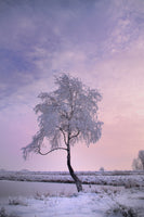 canvas-print-a-winter-tree