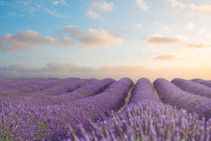 framedposter-print-the-blooming-lavender-field