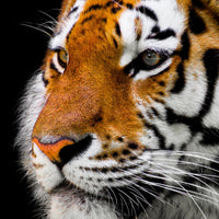 acrylic-print-close-up-tiger-head