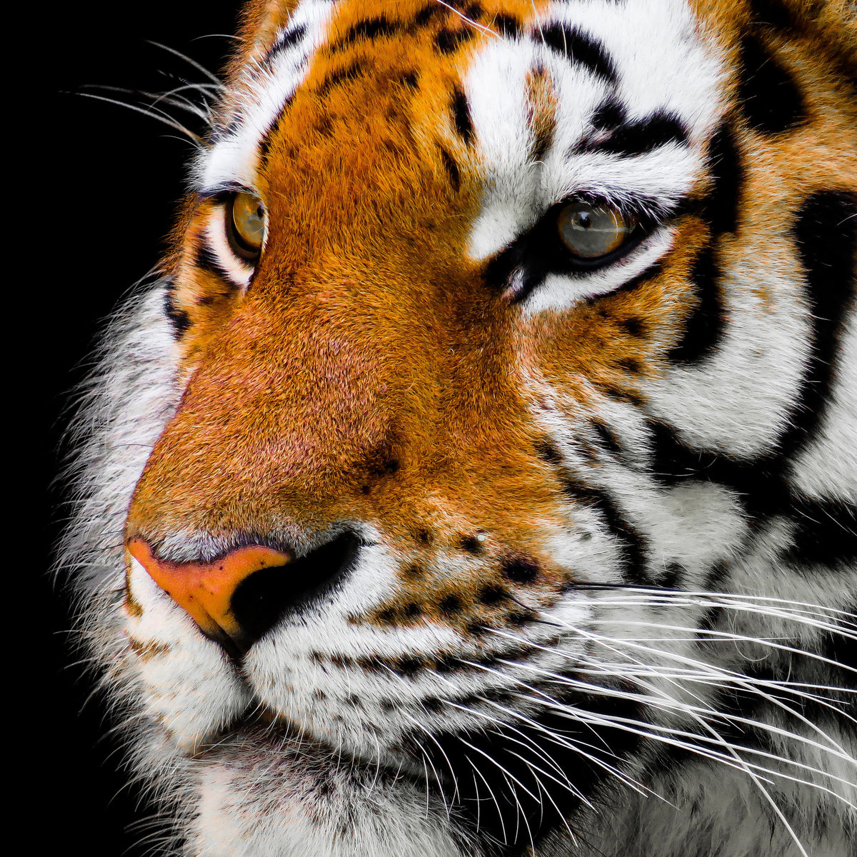 acrylic-print-close-up-tiger-head