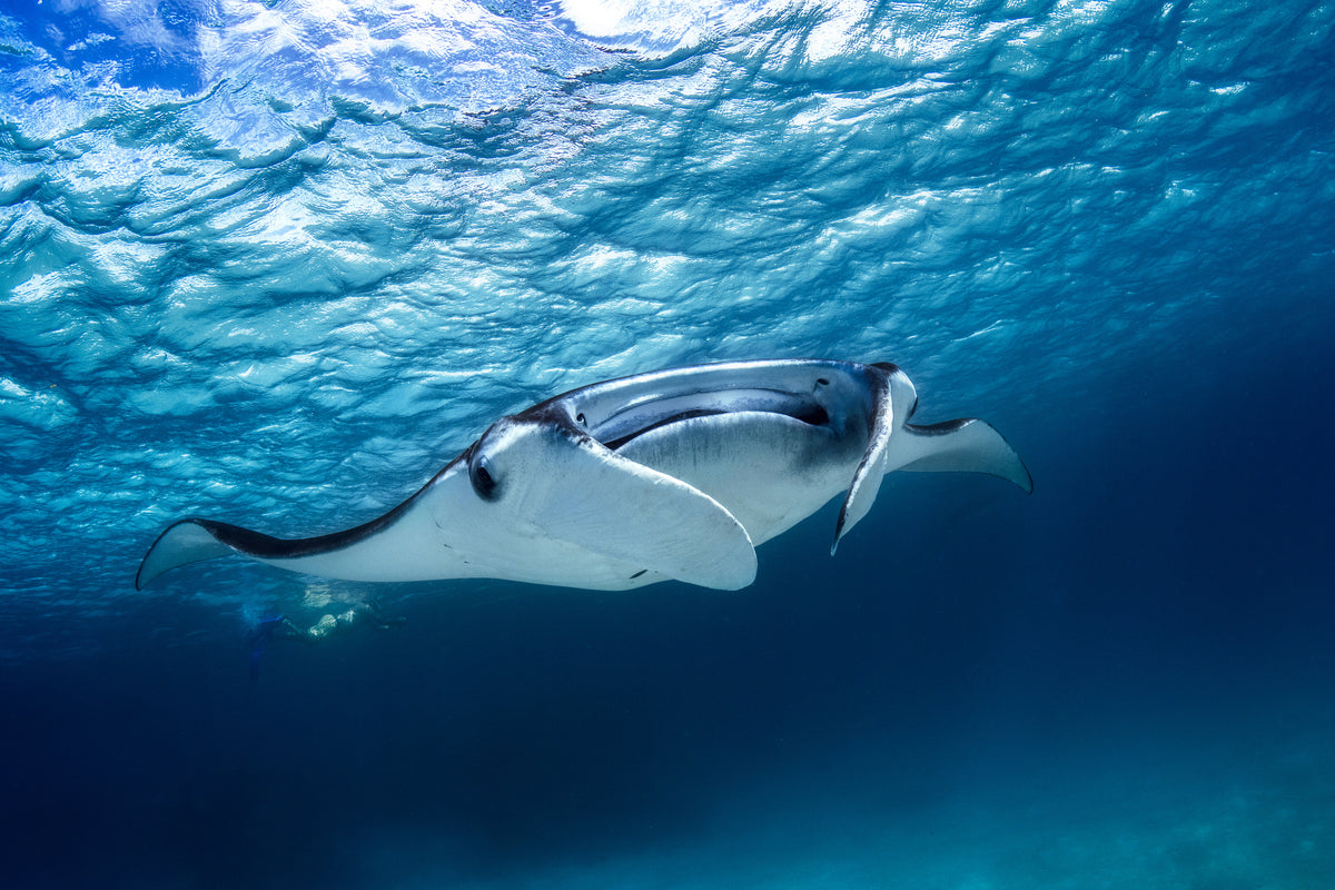 3-piece-canvas-print-manta-ray