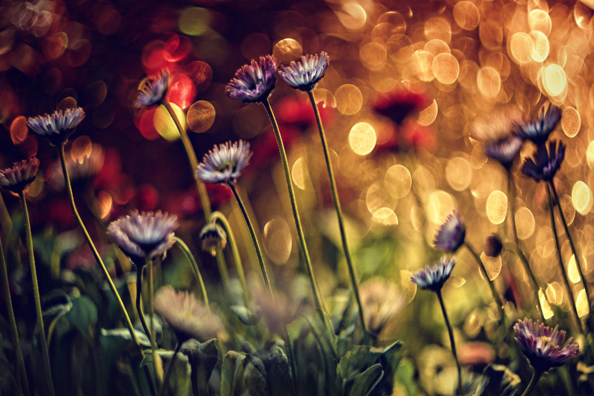 acrylic-print-summer-flowers