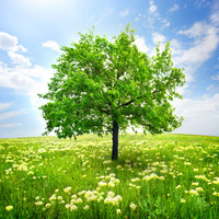 9-piece-acrylic-print-the-tree