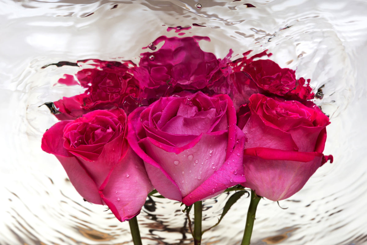 poster-print-the-rose-reflection