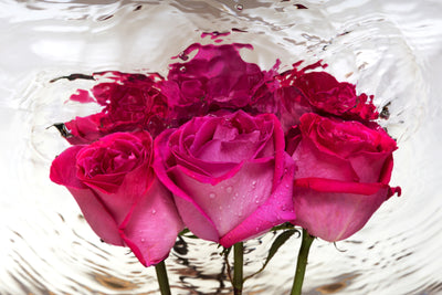 poster-print-the-rose-reflection
