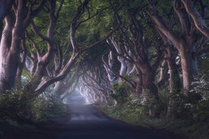 aluminium-print-the-dark-hedges