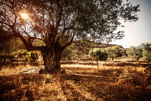 aluminium-print-olive-grove
