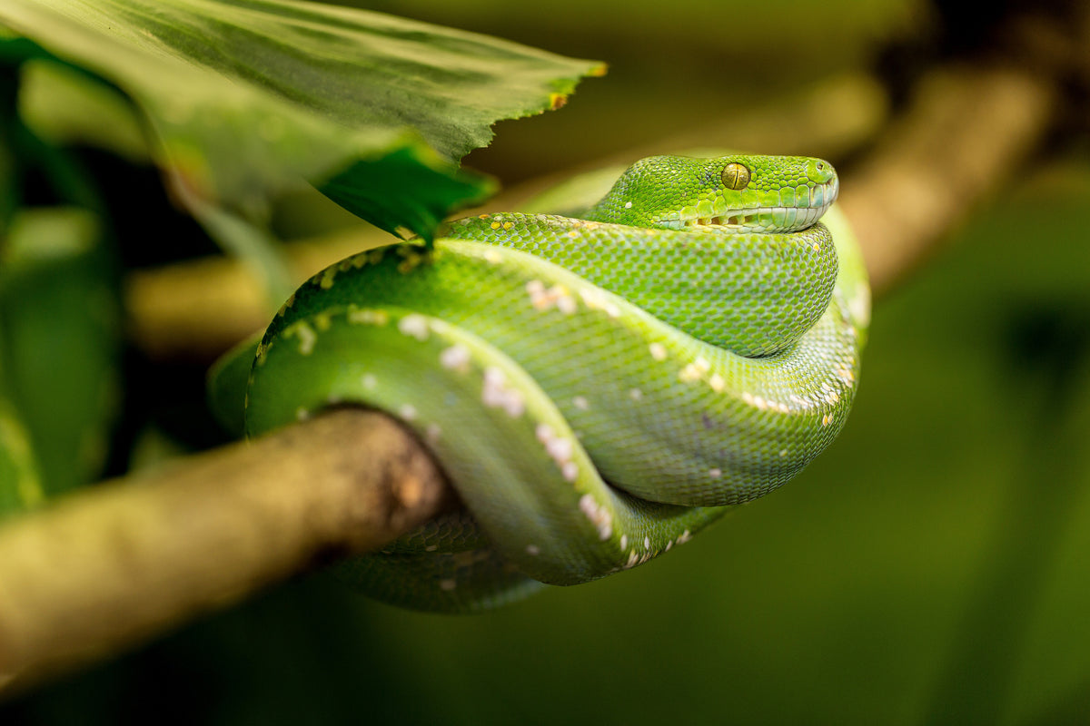 acrylic-print-green-snake
