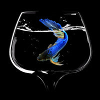 9-piece-acrylic-print-betta-fish-dance