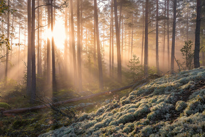 poster-print-foggy-morning-in-the-forest