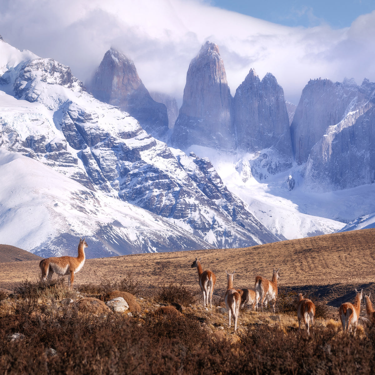 poster-print-guanakos-in-patagonia-x