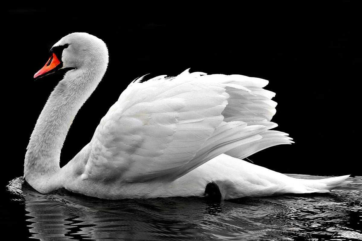 acrylic-print-the-graceful-swan
