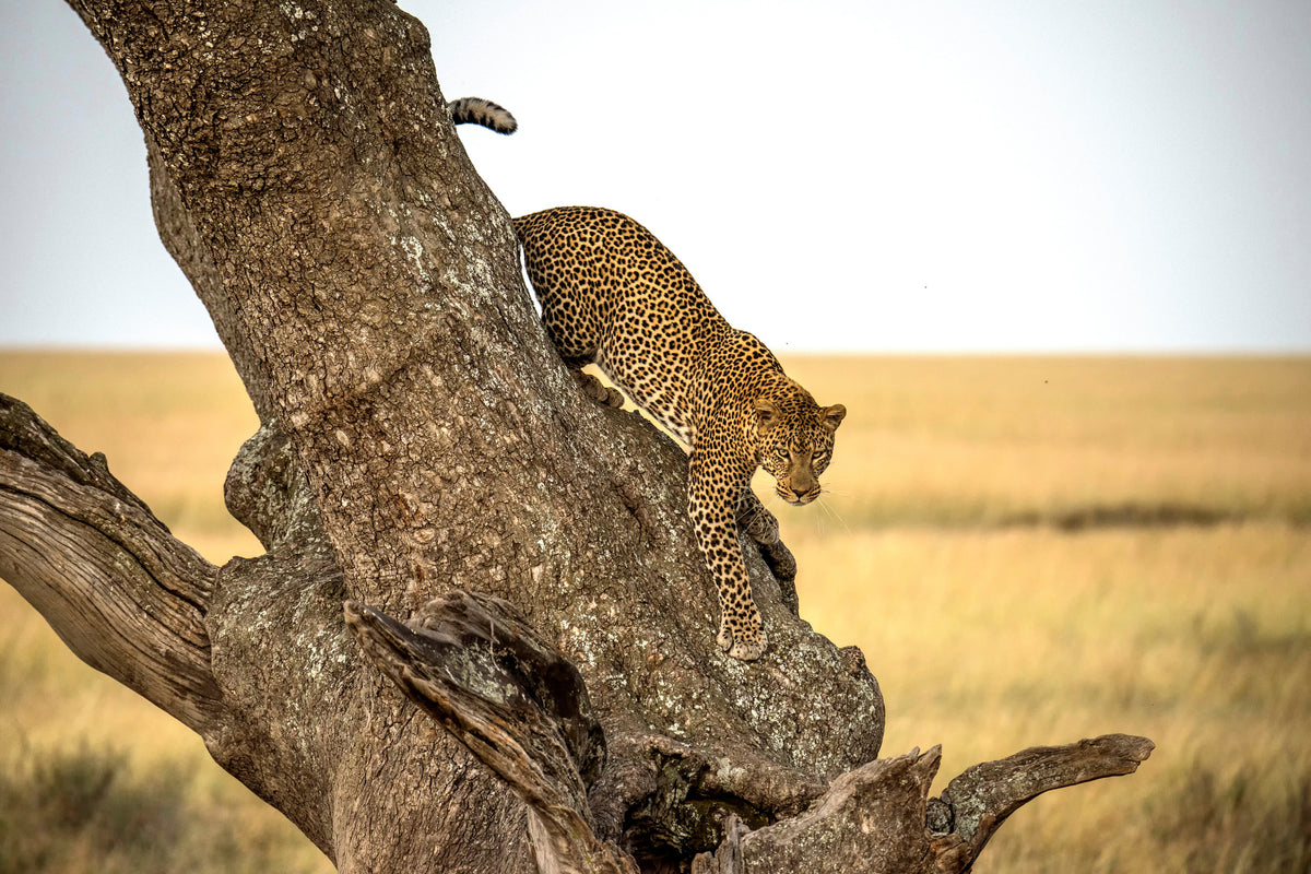 poster-print-leopard-serengheti-tanzania