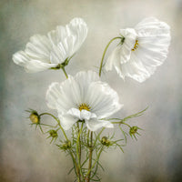 9-piece-aluminium-print-cosmos-charm