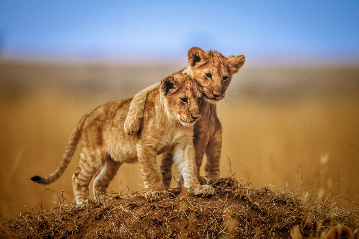 poster-print-brothers-for-life