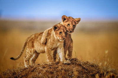 poster-print-brothers-for-life