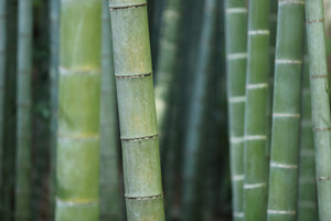 acrylic-print-bamboo-in-xxl