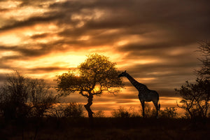 framedposter-print-african-dreams