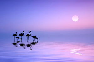 framedposter-print-morning-flamingo-x