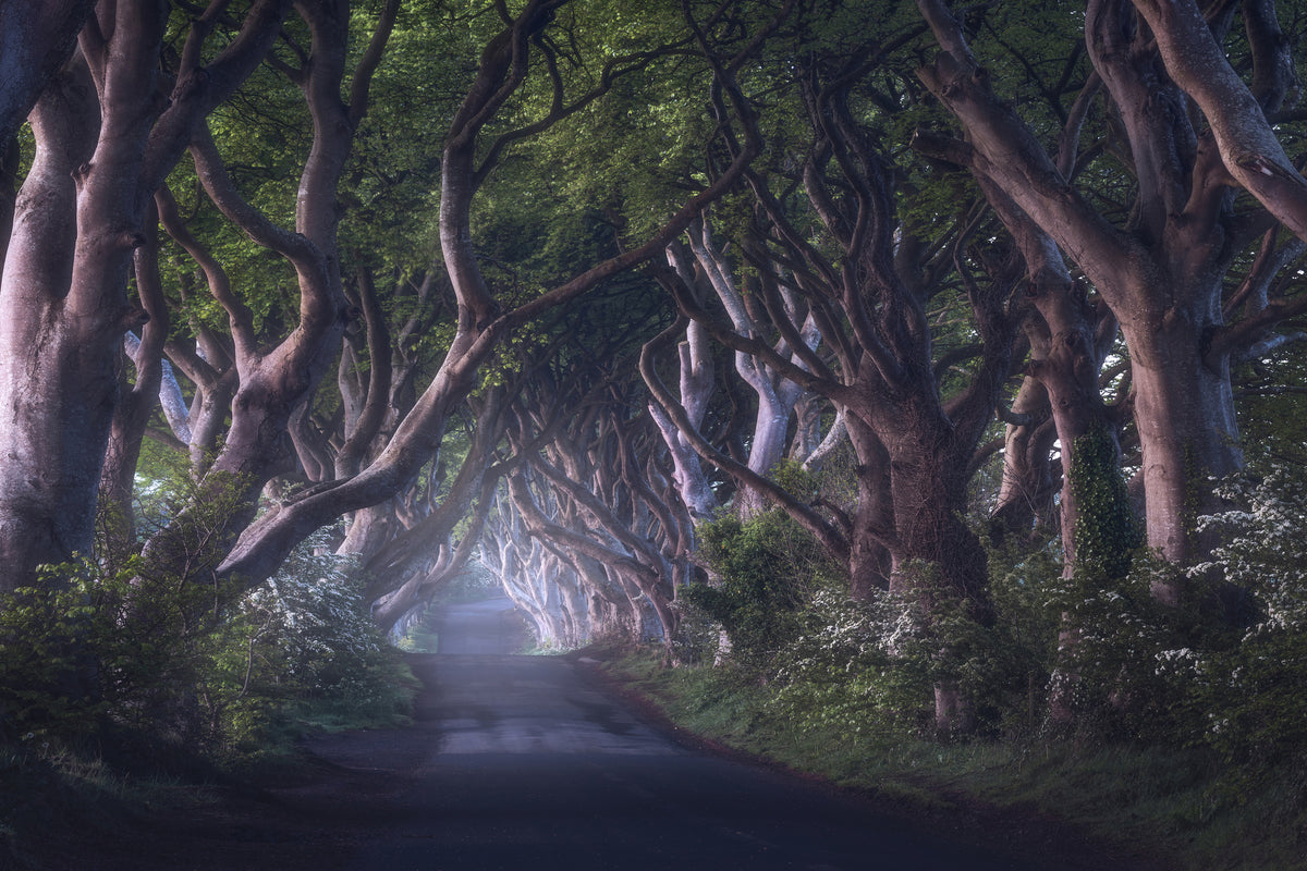 framedcanvas-print-the-dark-hedges