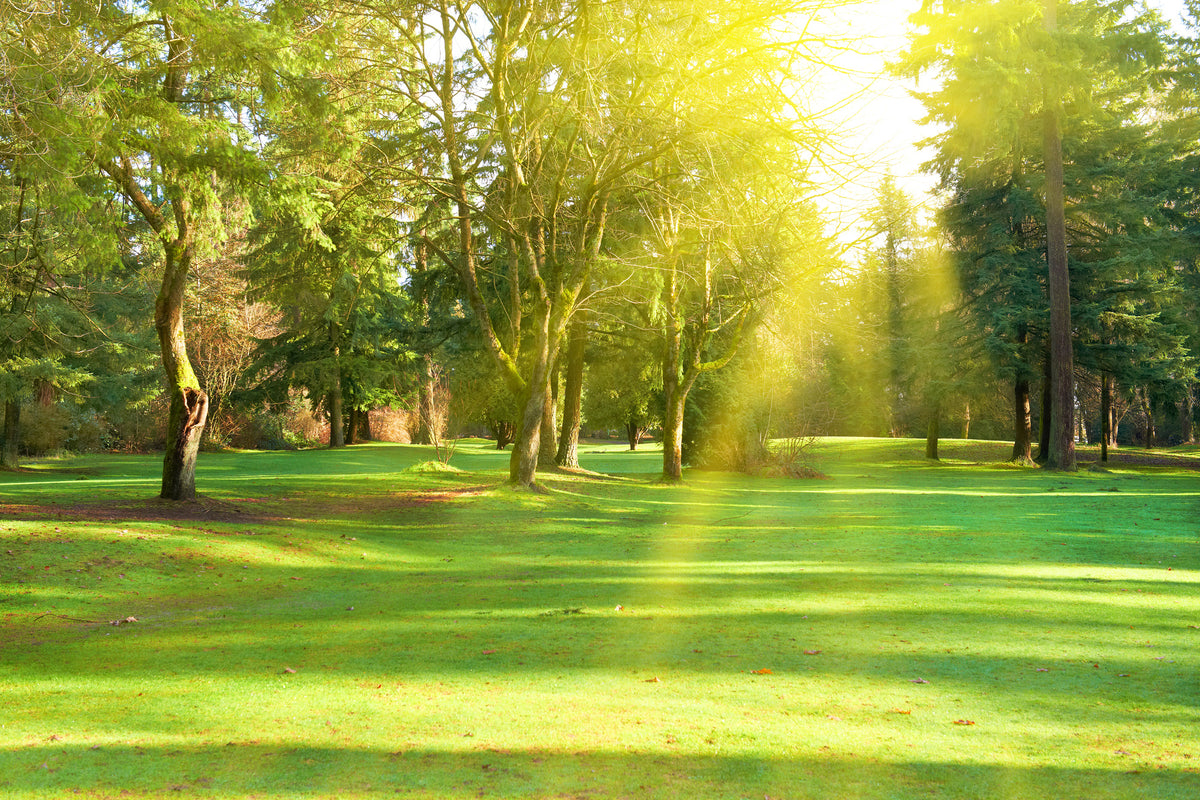 canvas-print-in-the-park