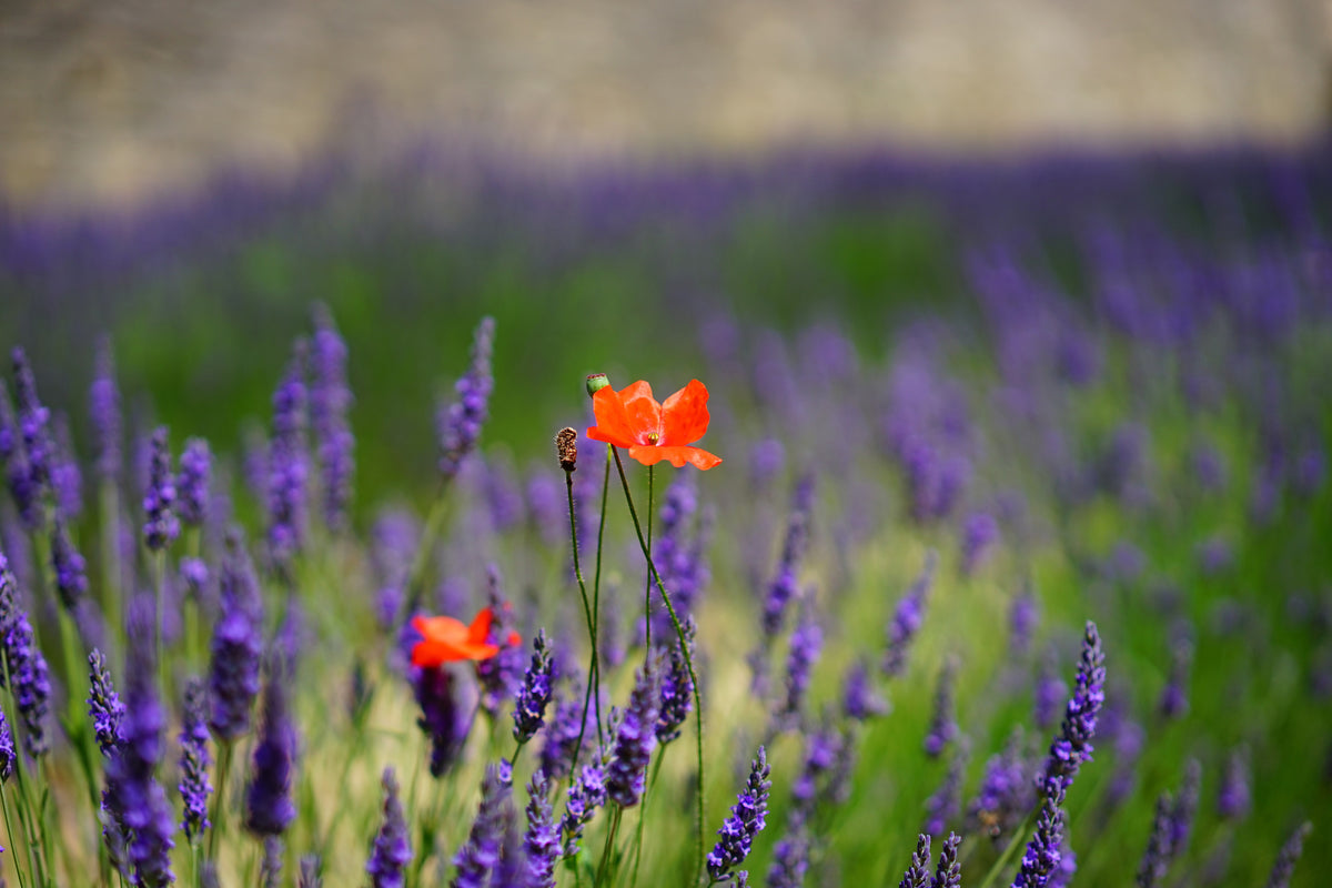 3-piece-acrylic-print-poppy-in-the-lavender