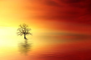 aluminium-print-the-tree-in-the-water