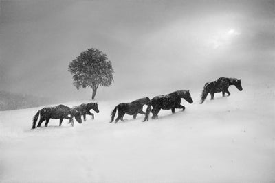 poster-print-untitled-xnw