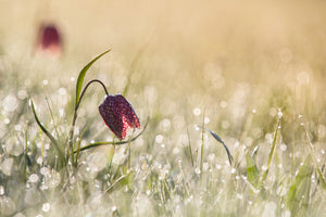 3-piece-acrylic-print-morningdew