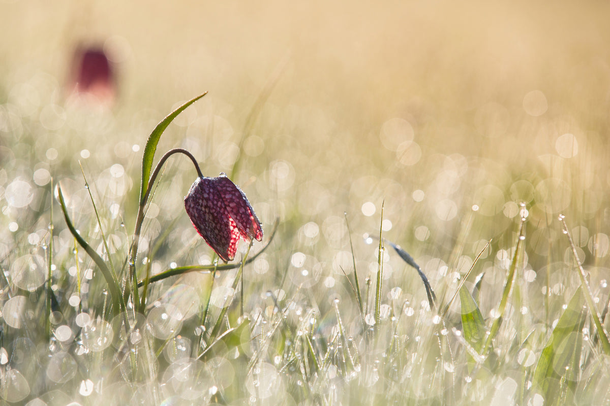 3-piece-acrylic-print-morningdew