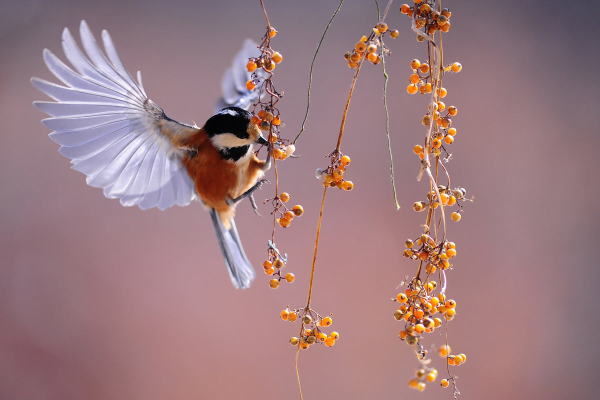 framedcanvas-print-bird-in-action