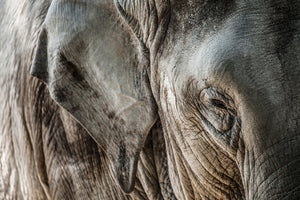 framedcanvas-print-close-up-elephant