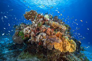 aluminium-print-underwater-biodiversity-x