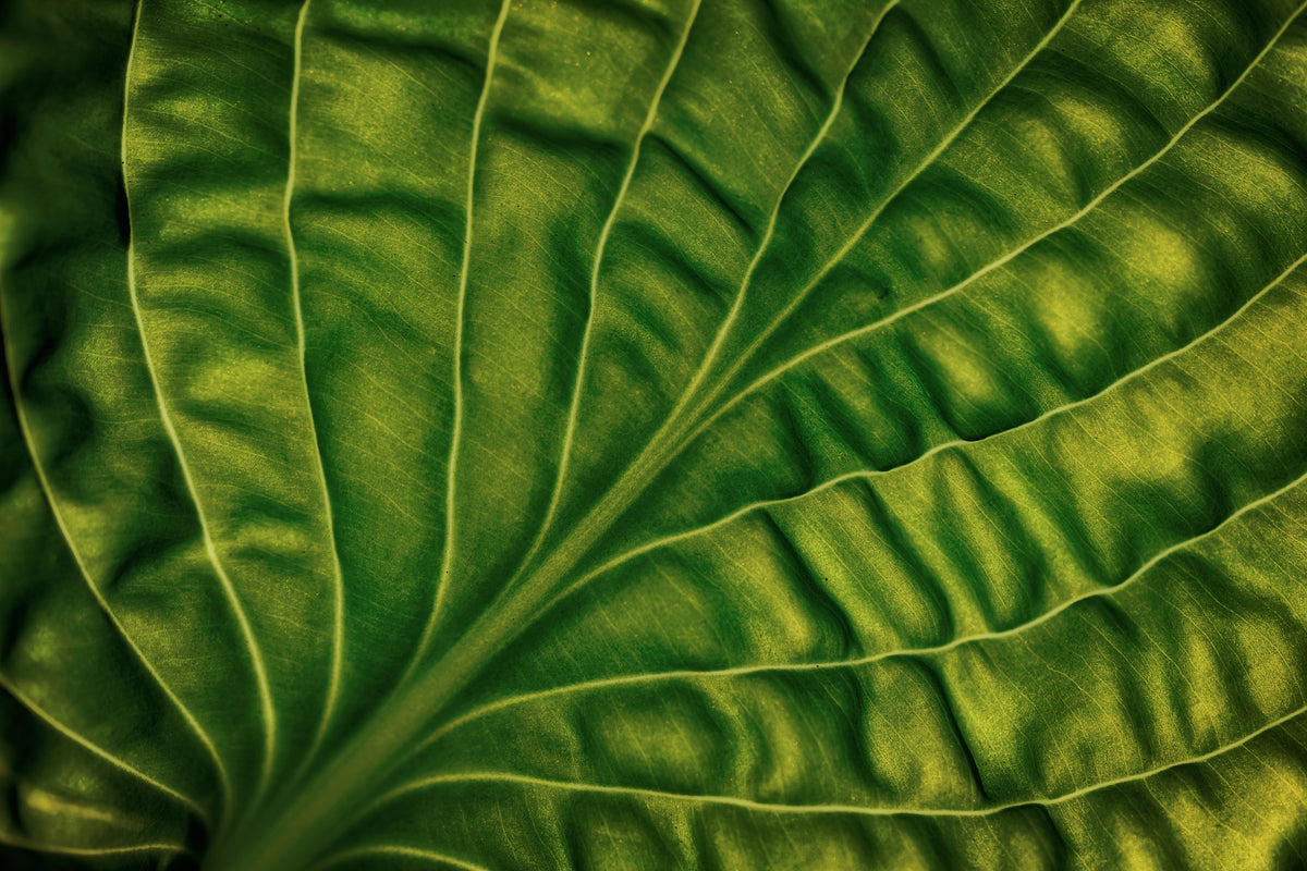 3-piece-aluminium-print-leaf-of-a-hosta