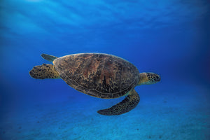 canvas-print-green-turtle-in-the-blue