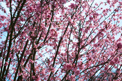 poster-print-japanese-cherry-blossom