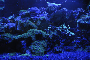 framedposter-print-coral-reef-in-blue
