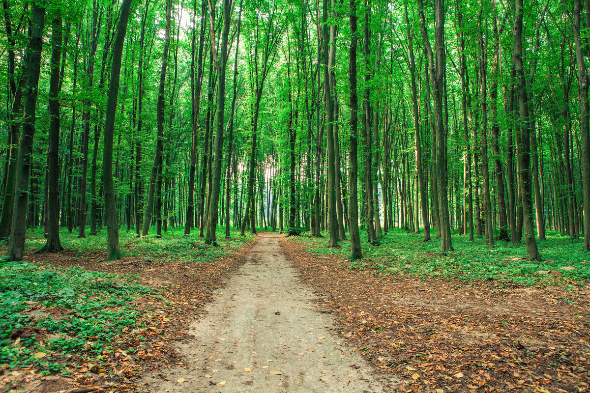 aluminium-print-pine-forests