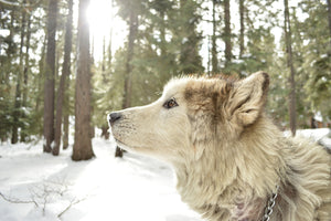 aluminium-print-the-alaskan-malamute