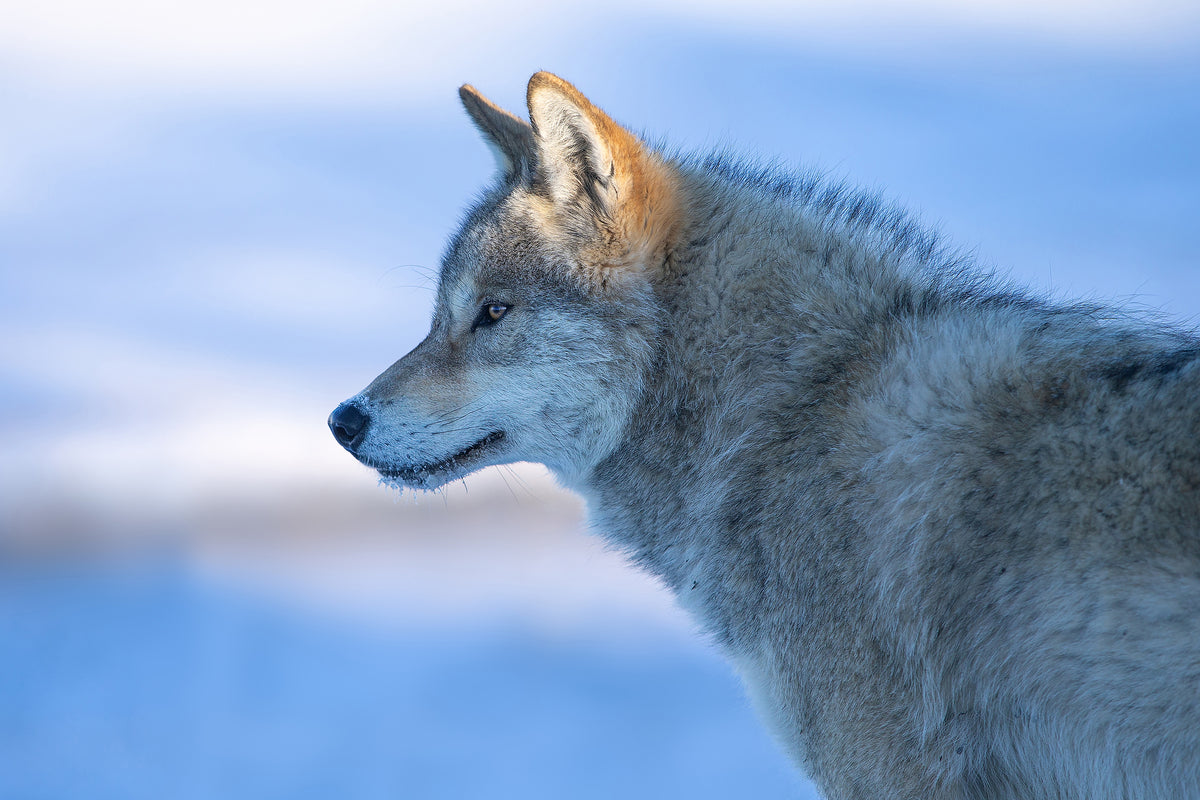 acrylic-print-a-vigilant-wolf-x