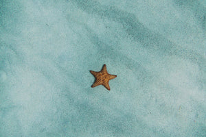 aluminium-print-the-little-starfish