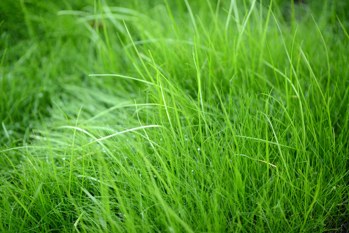canvas-print-blades-of-grass