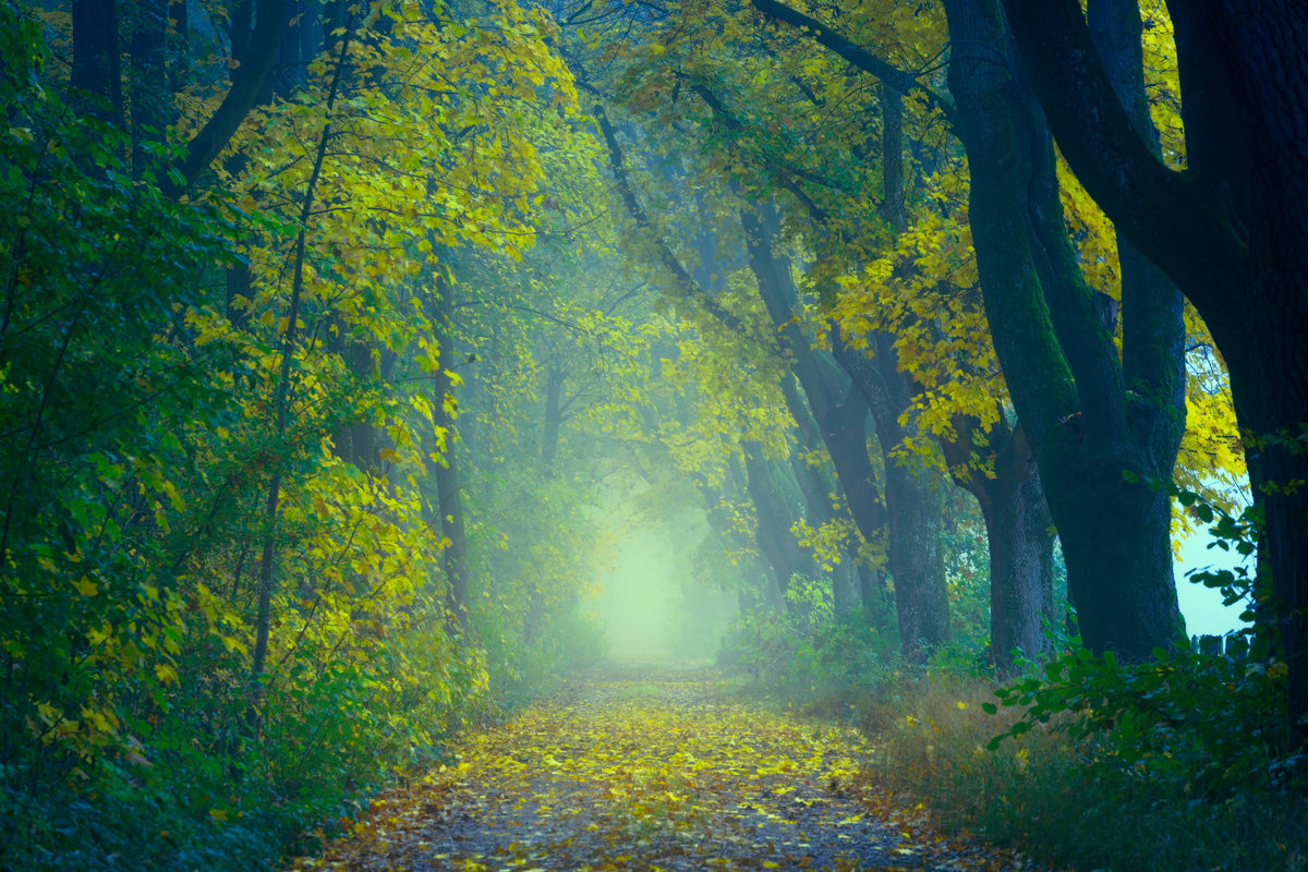 aluminium-print-green-forest